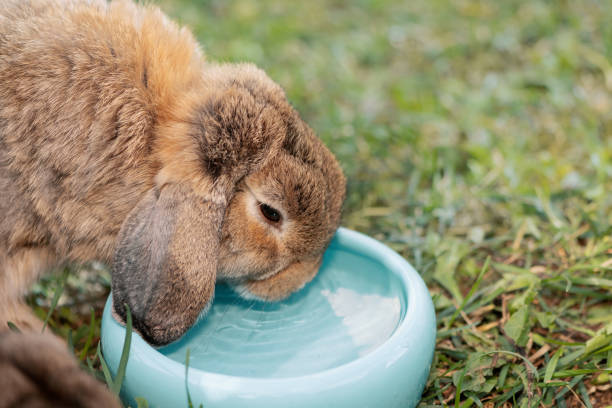 istock Rabbit drinking water from blue bowl, close up 1631431830