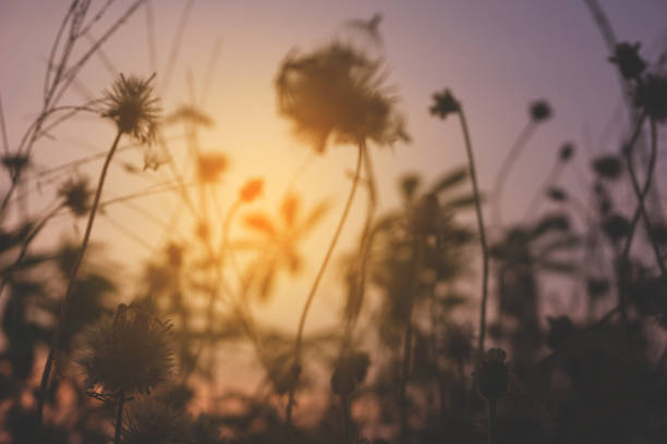 istock beautiful flower and sunset 1631435830