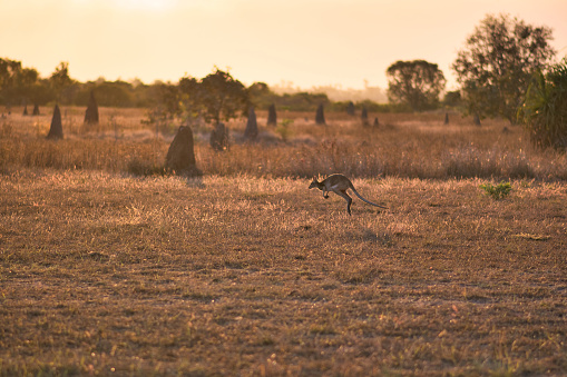 A kangaroo hopping on Australian savannah, located in Mary River National Park, Northern Territory. Warm lighting of a sunset. Bunch of termite mounds in the background.