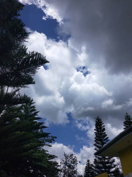 istock Blue sky with white clouds and green pine trees in the forest. 1631449611