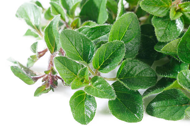istock Oregano plant on white 163145245