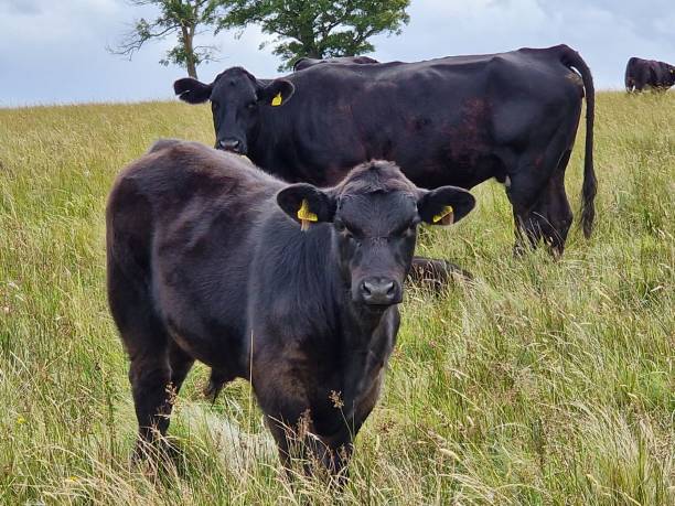 istock A Aberdeen Angus calf and his mother 1631457095