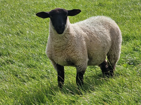 A lamb was standing in the green fields looking for his mother.