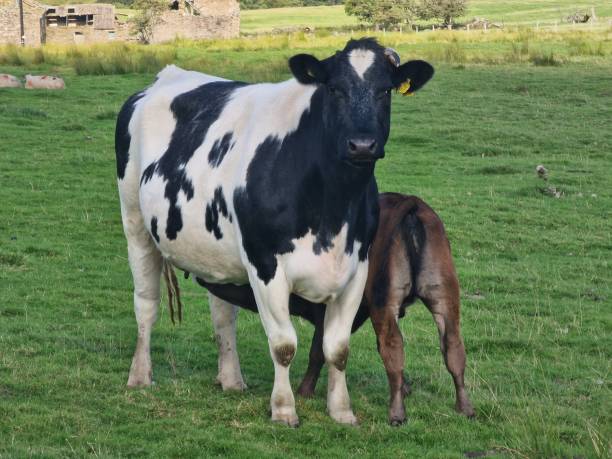 istock A calf and a female cow. 1631459883