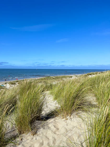 North Sea beach with dunes and marram grass in Nieuwpoort a coastal city and municipality  in West Flanders in Belgium.