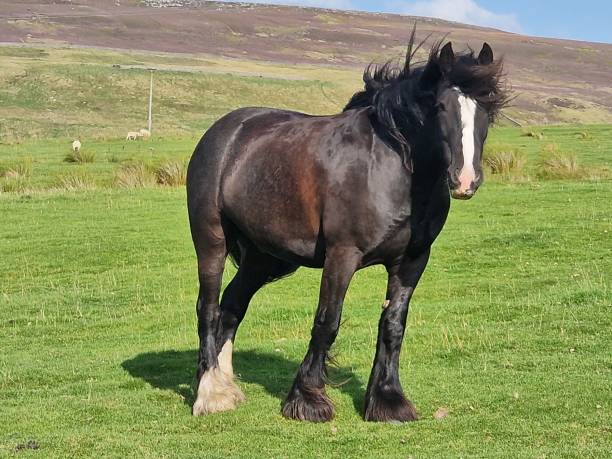 istock A black horse was standing on the field. 1631460976