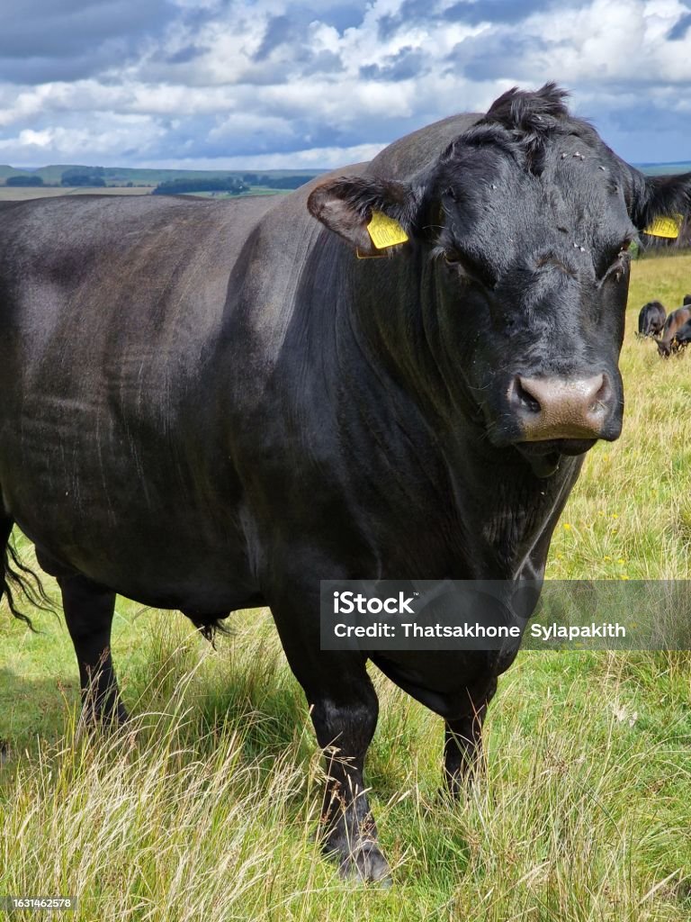 A big bull call Auwin , England farm UK. - Royalty-free Blauw Stockfoto A big bull call Auwin , England farm UK. - Royalty-free Blauw Stockfoto