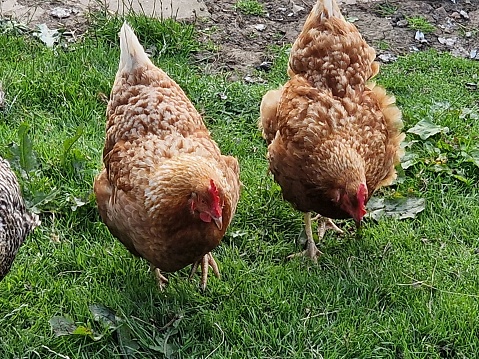 These are female chickens were finding some ants and warm for food and for their babies chickens.