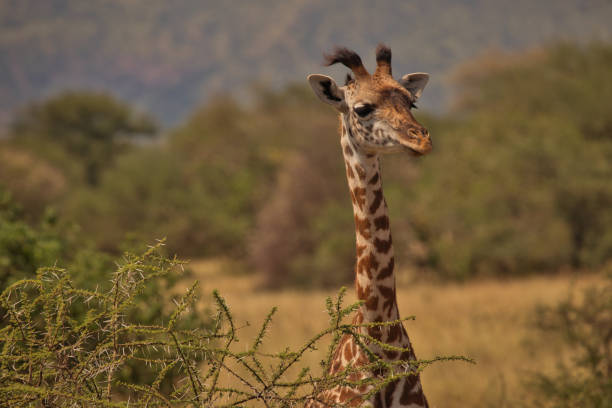 istock Giraffes in Serengeti 1631466379