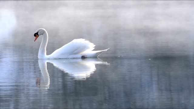 swan in the winter morning mist