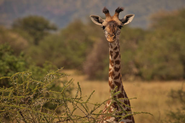 istock Giraffes in Serengeti 1631469096