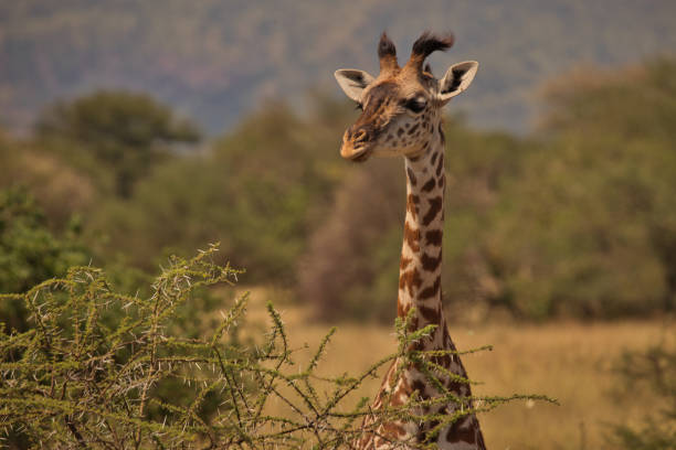 istock Giraffes in Serengeti 1631469102