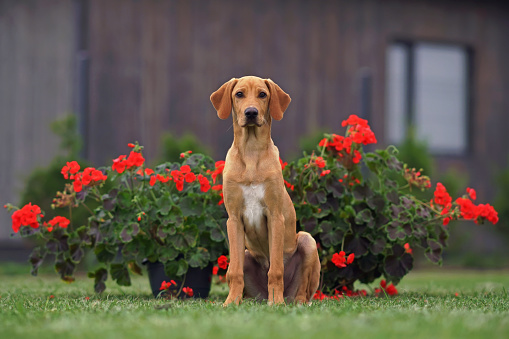 Cute beige and white 4-month-old Eurohound (European sled dog) puppy posing outdoors sitting on a green grass next to flower pots with blooming red Pelargonium flowers in summer
