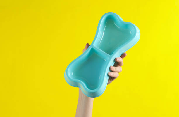 istock Hand holding a dog bone shaped plate on a yellow background 1631481506