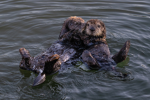 Closeup of pair of sea otters (Enhydra lutris) Floating in ocean at Morro Bay on the California coast. One kissing, one looking at camera.