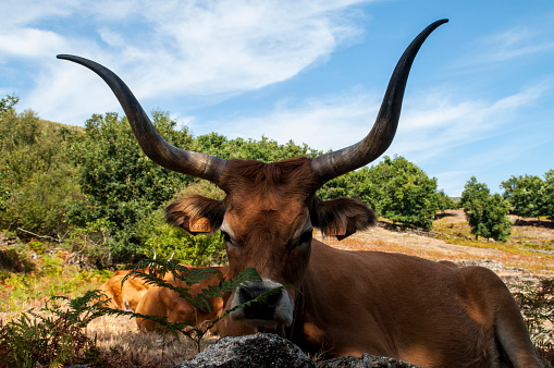 Long horned cow in Northern Portugal .