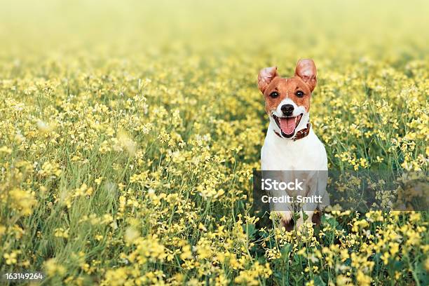 Dog Jumping In A Field Of Flowers Stock Photo - Download Image Now - Dog, Springtime, Flower