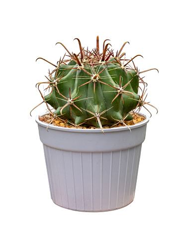 Miniature ferocactus peninsulae cactus houseplant in pot isolated on white background for the small garden and drought tolerant plant object