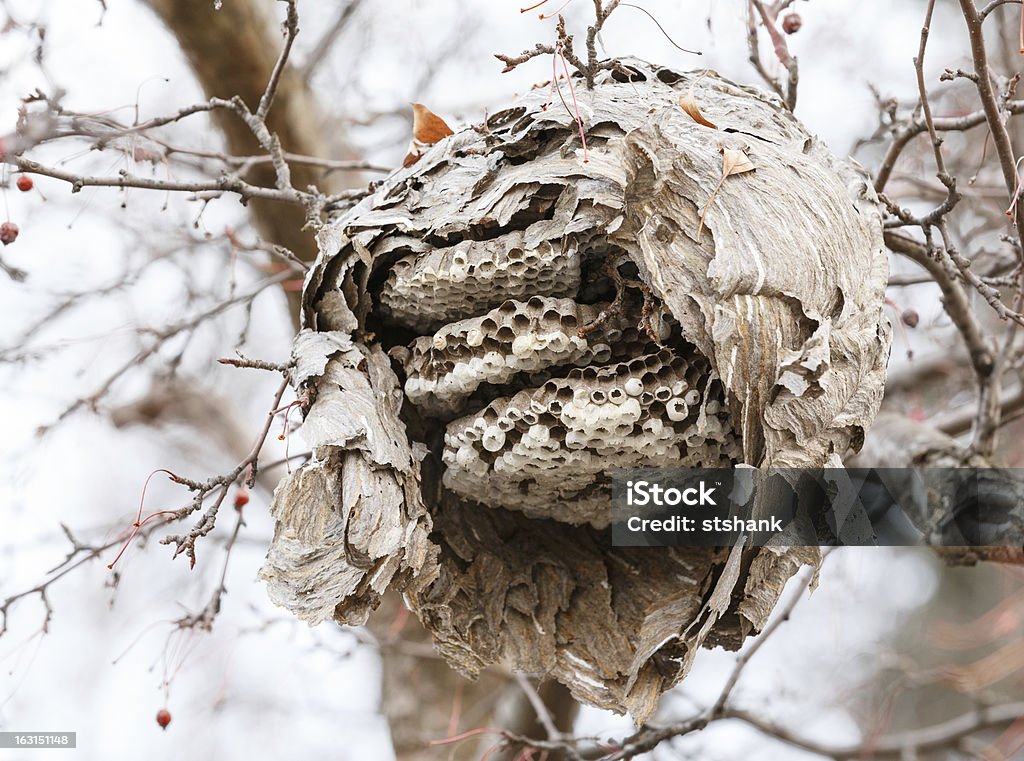 Odsłonięte paper wasp nest - Zbiór zdjęć royalty-free (Bez ludzi)