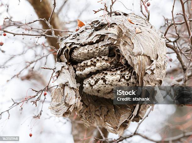 Odsłonięte Paper Wasp Nest - zdjęcia stockowe i więcej obrazów Bez ludzi - Bez ludzi, Fotografika, Gniazdo os