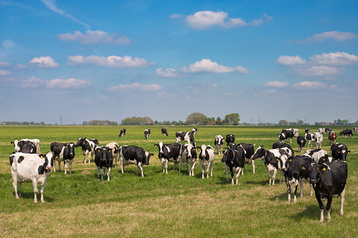 Groupd of dairy cows on pasture during a springtime day with a blue sky above.