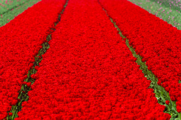 Field of red tulips growing in agricultural fields on a spring day.