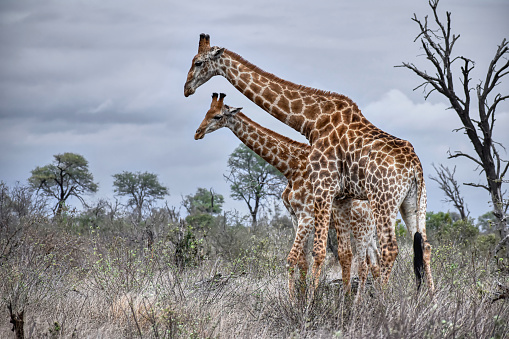African Giraffe eating leaves from a trees in the bush