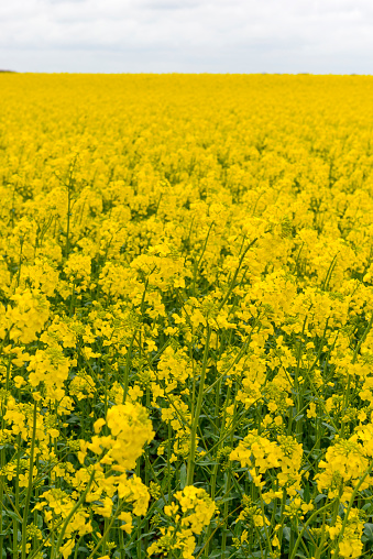 Canola or Rape Seed plants blooming in a field during spring with bright yellow flowers and green stems.