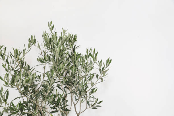 Decorative floral corner. Closeup of olive tree leaves and branches over white wall background. Minimal botany composition, summer concept. Mediterranean foliage. No people, front view. Decorative floral corner. Closeup of olive tree leaves and branches over white wall background. Minimal botany composition, summer concept. Mediterranean foliage, no people, front view. olive tree cut out stock pictures, royalty-free photos & images
