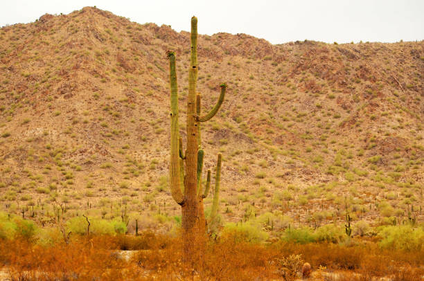 The Sonora desert in central Arizona USA with an old saguaro and cholla cactus