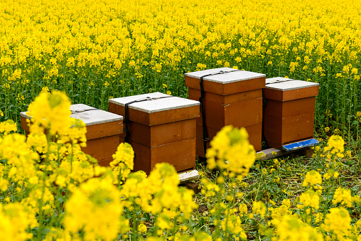 Beehives in a bright yellow field of Canola or Rape Seed plants blooming in a field during spring with bright yellow flowers and green stems.