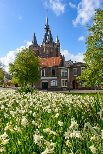 Daffodil flowers in front of the Sassenpoort in the city of Zwolle, Overijssel, The Netherlands during a beautiful springtime day.
