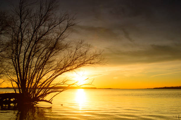 Sunset at the Ketelmeer lake in Flevoland with  willows trees on the shore during a cold winter evening.