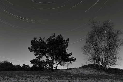 Star trail in the sky over a pine tree on top of a sand dune in the Veluwe nature reserve in Gelderland, Netherlands during a cold winter night.