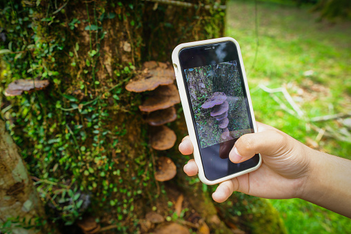 An Asian boy is holding a mobile phone to take pictures of mushrooms on a tree trunk