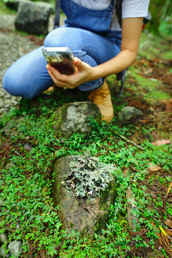 An Asian woman is holding a mobile phone and photographing the lichen on the stones in the grass