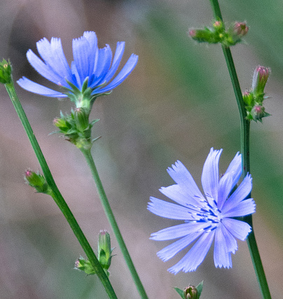 chicory blue flower of the asteraceae family