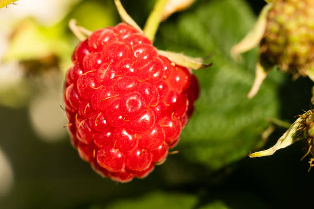 istock Ripe red raspberry hanging on a shrub. Close-up. 1631536068