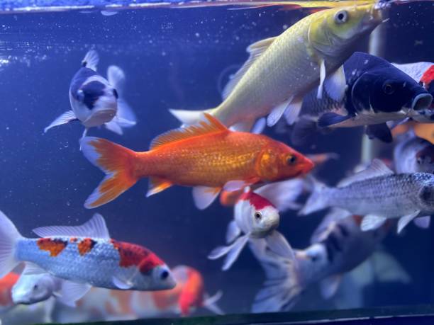 istock Beautiful fish in the form of 1631538318
