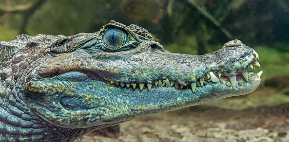 crocodile head with toothy mouth and yellow eye isolated close up on a green background. crocodile head peeks out on the surface of clear water