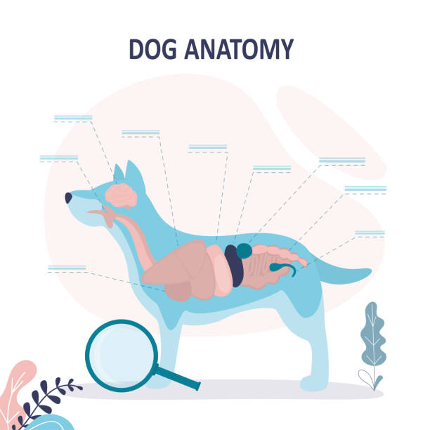 ilustrações de stock, clip art, desenhos animados e ícones de anatomy of dog with inside organ structure examination. educational labeled handout for zoology, infographic or poster template. - animal internal organ