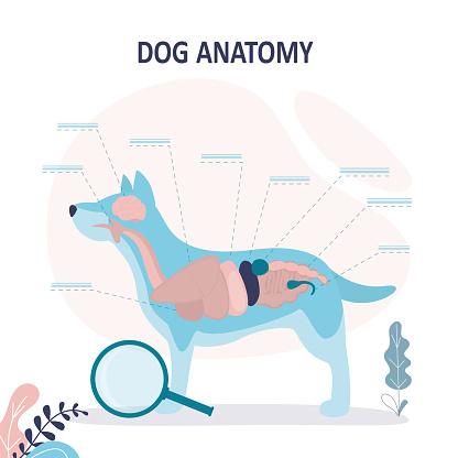 Anatomy of dog with inside organ structure examination. Educational labeled handout for zoology, infographic or poster template. Healthy veterinary model description with animal inner parts location.