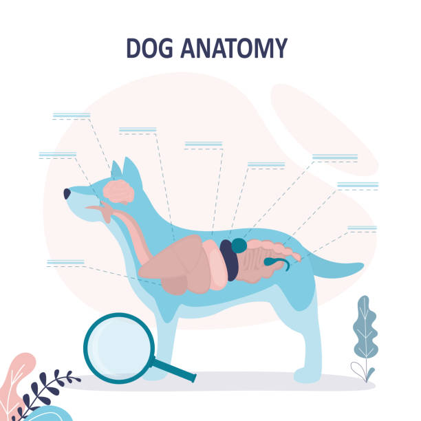 Anatomy of dog with inside organ structure examination. Educational labeled handout for zoology, infographic or poster template. Anatomy of dog with inside organ structure examination. Educational labeled handout for zoology, infographic or poster template. Healthy veterinary model description with animal inner parts location. Canine stock illustrations