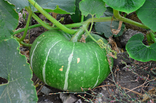 green pumpkin on the garden bed isolated close up