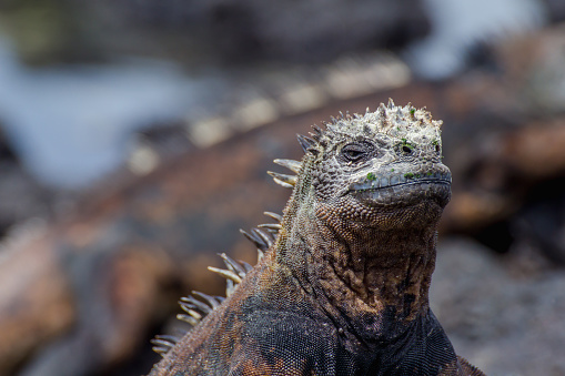 The marine iguana (Amblyrhynchus cristatus), also known as the sea iguana, is a species of black iguana found only on the Galápagos Islands (Ecuador)