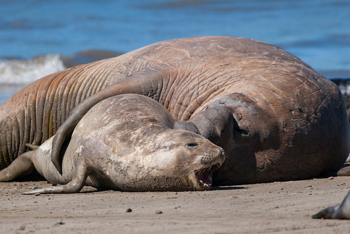 Male elephant seal, Peninsula Valdes, Patagonia, Argentina