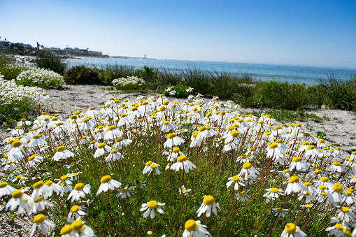 Group of daisies on the beach