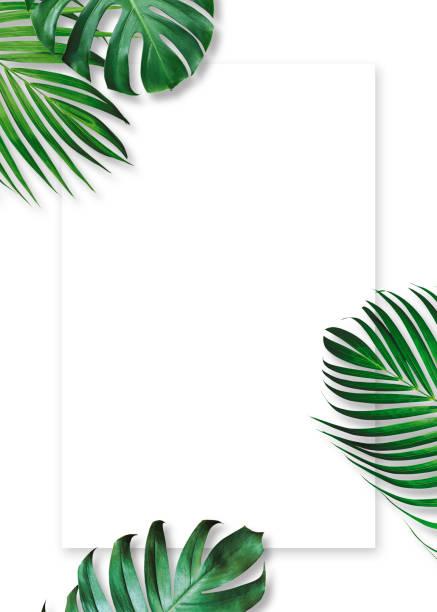 istock Summer tropical leaves on white background with copy space 1631589231