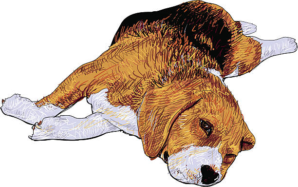 ilustrações, clipart, desenhos animados e ícones de o tempo de descanso de beagle - tracing red pets dog