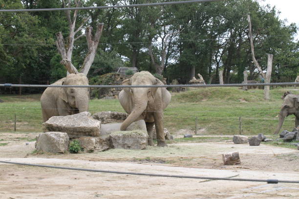 istock elephant in animal park outdoors in the afternoon 1631594438